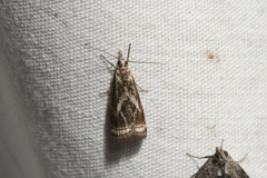 Microcrambus elegans