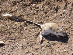 Dipodomys spectabilis