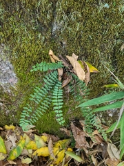 Asplenium resiliens