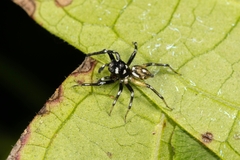 Phintella bifurcilinea