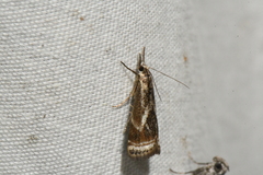 Microcrambus elegans