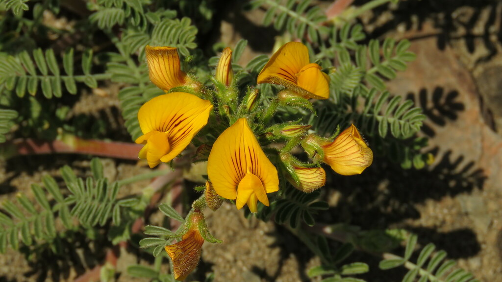 Adesmia corymbosa