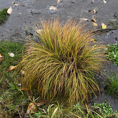 Carex aquatilis