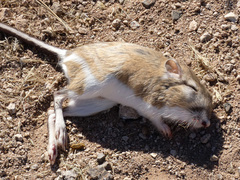 Dipodomys spectabilis