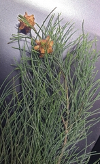 Casuarina equisetifolia