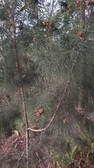 Casuarina equisetifolia