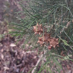 Casuarina equisetifolia