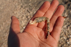 Achelous spinimanus