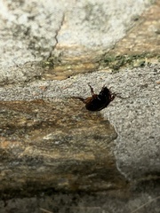 Harpalus pensylvanicus