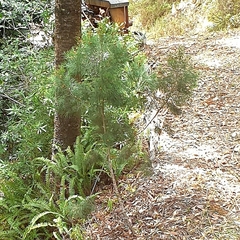 Casuarina equisetifolia
