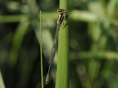 Coenagrion scitulum
