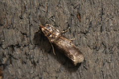 Phycitini
