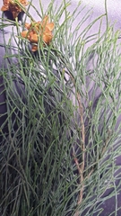 Casuarina equisetifolia