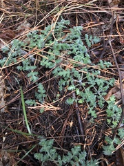 Hydrophylloideae