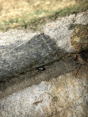 Harpalus pensylvanicus