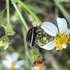 Orsilochides guttata