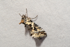 Syngrapha rectangula