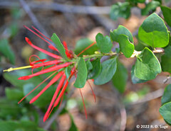 Tristerix corymbosus