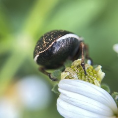 Orsilochides guttata