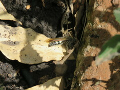 Campsomeris bistrimacula