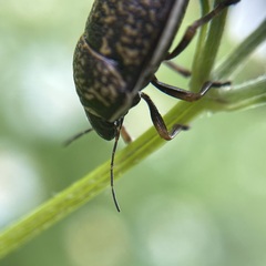 Orsilochides guttata