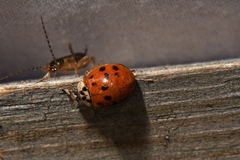 Harmonia axyridis