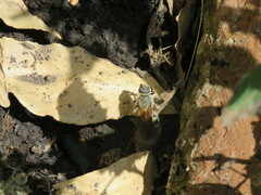 Campsomeris bistrimacula