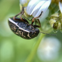Orsilochides guttata