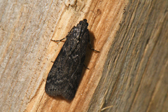 Pyla fusca