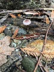 Mycena purpureofusca