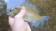 Hephaestus fuliginosus