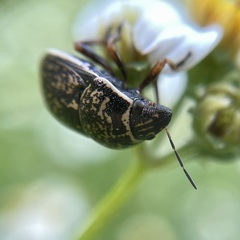 Orsilochides guttata