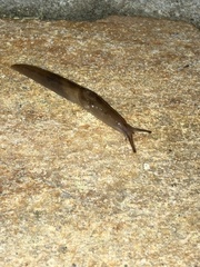 Ambigolimax valentianus