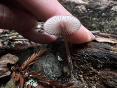 Mycena purpureofusca