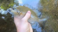 Hephaestus fuliginosus