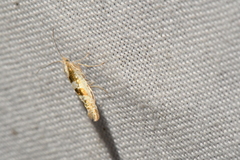 Argyresthia chalcochrysa