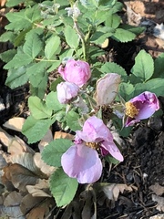 Rosa spithamea