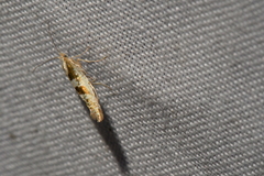 Argyresthia chalcochrysa