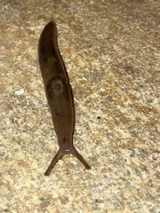 Ambigolimax valentianus
