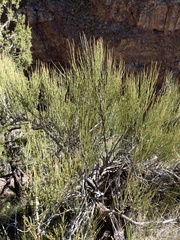 Ephedra