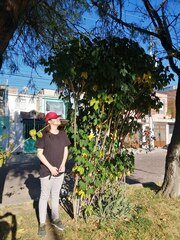 Cnidoscolus aconitifolius