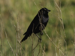 Molothrus rufoaxillaris