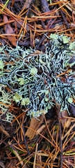 Hypogymnia imshaugii