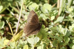 Panyapedaliodes drymaea