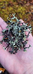Hypogymnia imshaugii