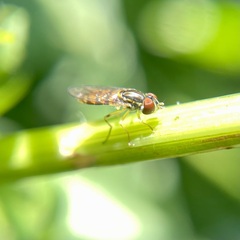 Toxomerus floralis