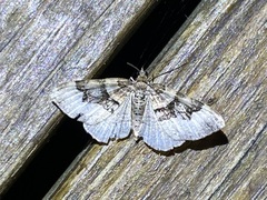 Xanthorhoe lacustrata