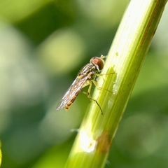 Toxomerus floralis