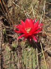 Trichocereus rowleyi