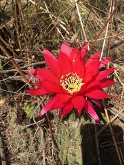 Trichocereus rowleyi